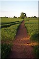 Footpath to Woodham Ferrers