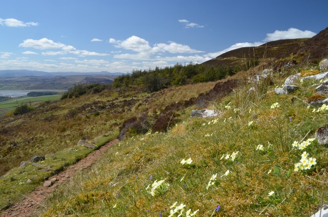 Wild Primroses on Ben Bhraggie, Scotland