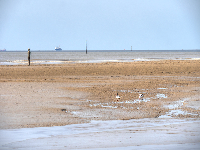 Another Place, Crosby Beach © David Dixon :: Geograph Britain and Ireland