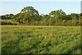 Field, Little Coombe