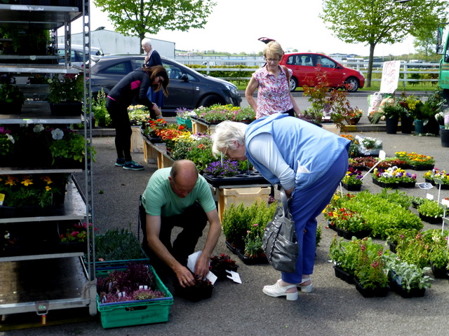 Picking plants, Omagh Variety Market © Kenneth Allen :: Geograph Ireland