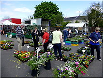 H4374 : Flower stall, Omagh Variety Market by Kenneth  Allen