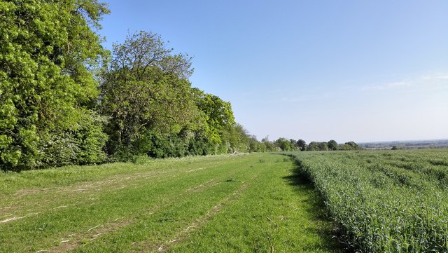 Boundary Plantation left of fields