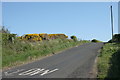 Gorse beside the road