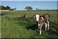 Inquisitive calf