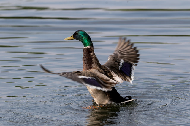 Mallard Duck, Grovelands Park, London N14