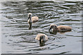 TQ3094 : Three Mute Swan Cygnet, Grovelands Park, London N14 by Christine Matthews