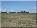 Crop field off Cromer Road