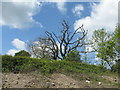 Skeleton tree in a hedgerow