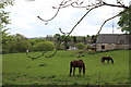 Paddock, Lower Ton-y-felin  Farm