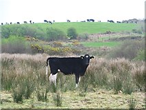 W2642 : Contrasting cow pastures by Gordon Hatton