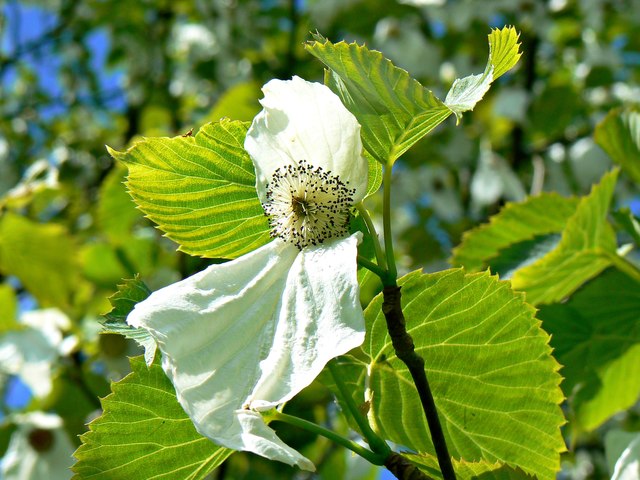 Flower of handkerchief tree, Polesden Lacey, Great Bookham, near Dorking