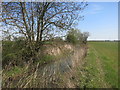 Radcot Cut north of Rushey Lock