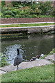 Coot on Canal Bank,  Regent