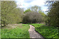 Blackthorn thicket by the Sowe Valley footpath near Westmorland Road, Coventry