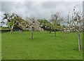 Apple orchard on Moortown Lane