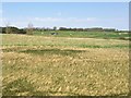 View from a Stirling-Perth train - the A9 north of Blackford