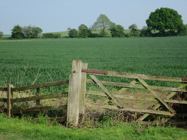 Crop field by Appledore Road