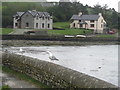 W2031 : Gulls on the causeway wall by Gordon Hatton