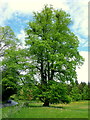 A specimen beech tree