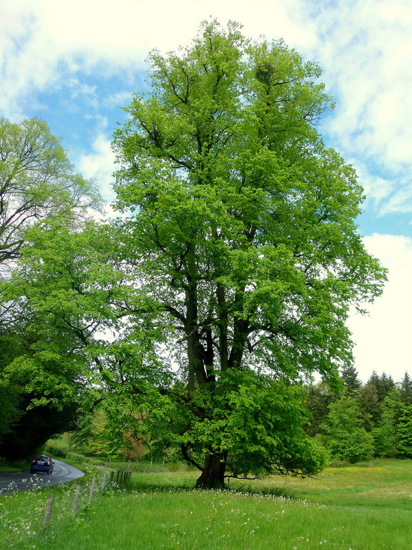 A specimen beech tree © Jonathan Billinger cc-by-sa/2.0 :: Geograph ...