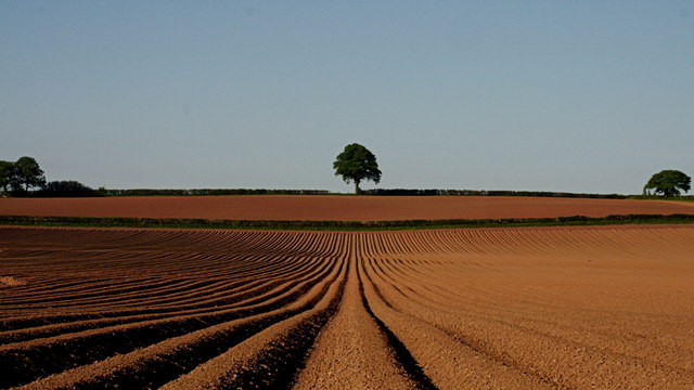 Tree and potato ridges, 1