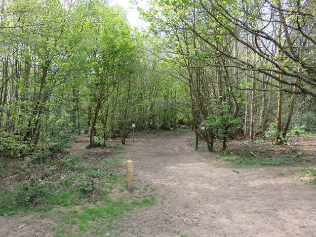 Path into Hosey Common © Richard Rogerson cc-by-sa/2.0 :: Geograph ...