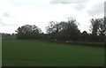 Crop field towards The Laurels