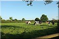 Cattle, Marsh Green