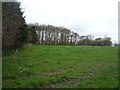 Grazing and woodland near Leitholm