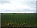 Crop field near Langrig