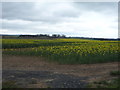 Oilseed rape crop, Langrig