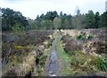 The Serpent Trail crossing Lavington Common