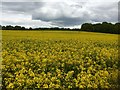 A field of rapeseed