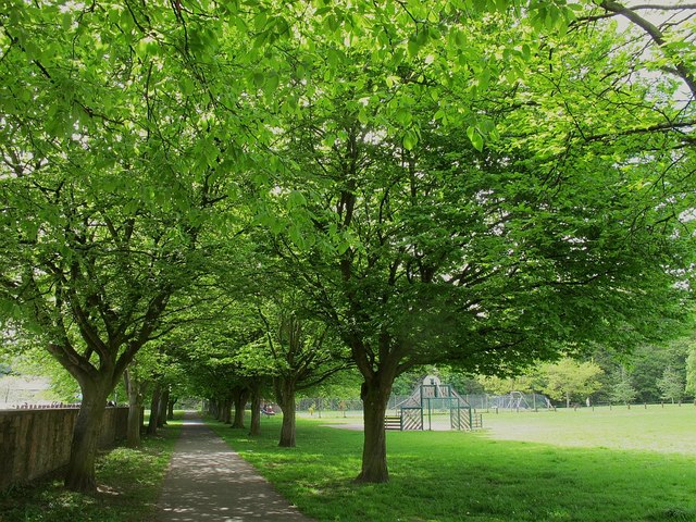 King George playing fields, Appleby: avenue of trees