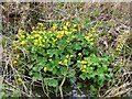 Marsh Marigolds at Hockenhull Platts