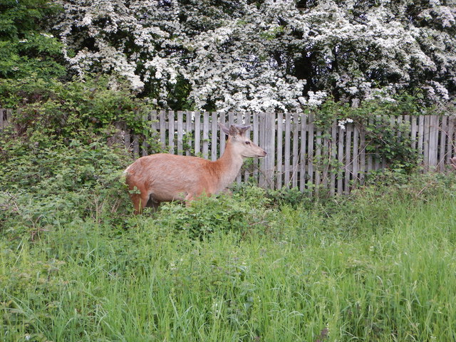 Wild Deer at Bushy Park