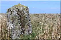 NX0574 : Finnarts Hill Standing Stones by Leslie Barrie