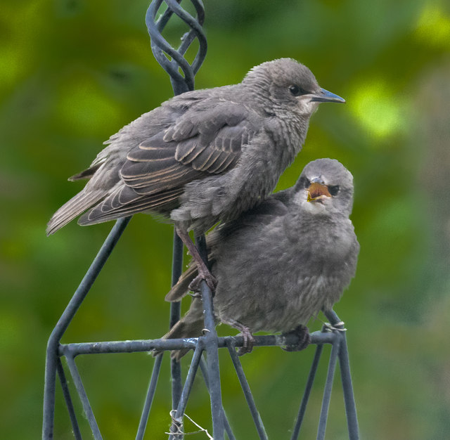 Young Starlings in London N14