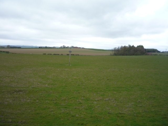 Grazing near Wester Muirdean