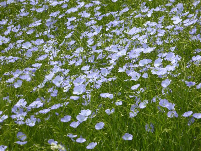 Flower of linseed oil crop © Philip Halling cc-by-sa/2.0 :: Geograph