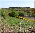 The western edge of Bohill Wood viewed across Tannaghmore Reservoir