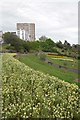 Snapdragons in Westcliff Gardens