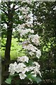 Hawthorn Blossom