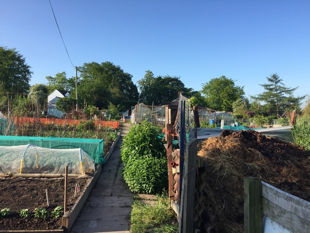 Audley: Alsager Road allotments