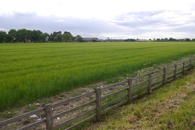Winter barley, Thorpfield