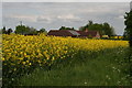 Is it a mirage? Bungalow glimpsed across a sea of yellow