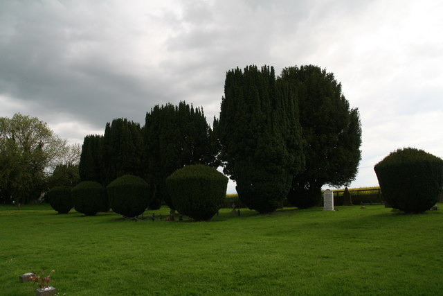 Irish Yews in Apley churchyard