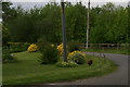 Hen on a mission: roadside garden in Kingthorpe