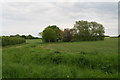 Group of trees and view towards Hallbush Wood near Little Langley